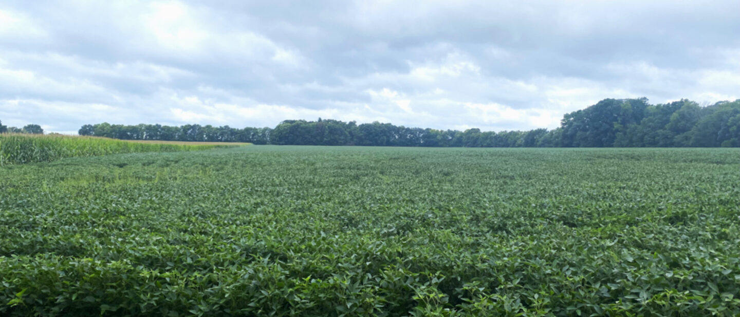 Marshall big field