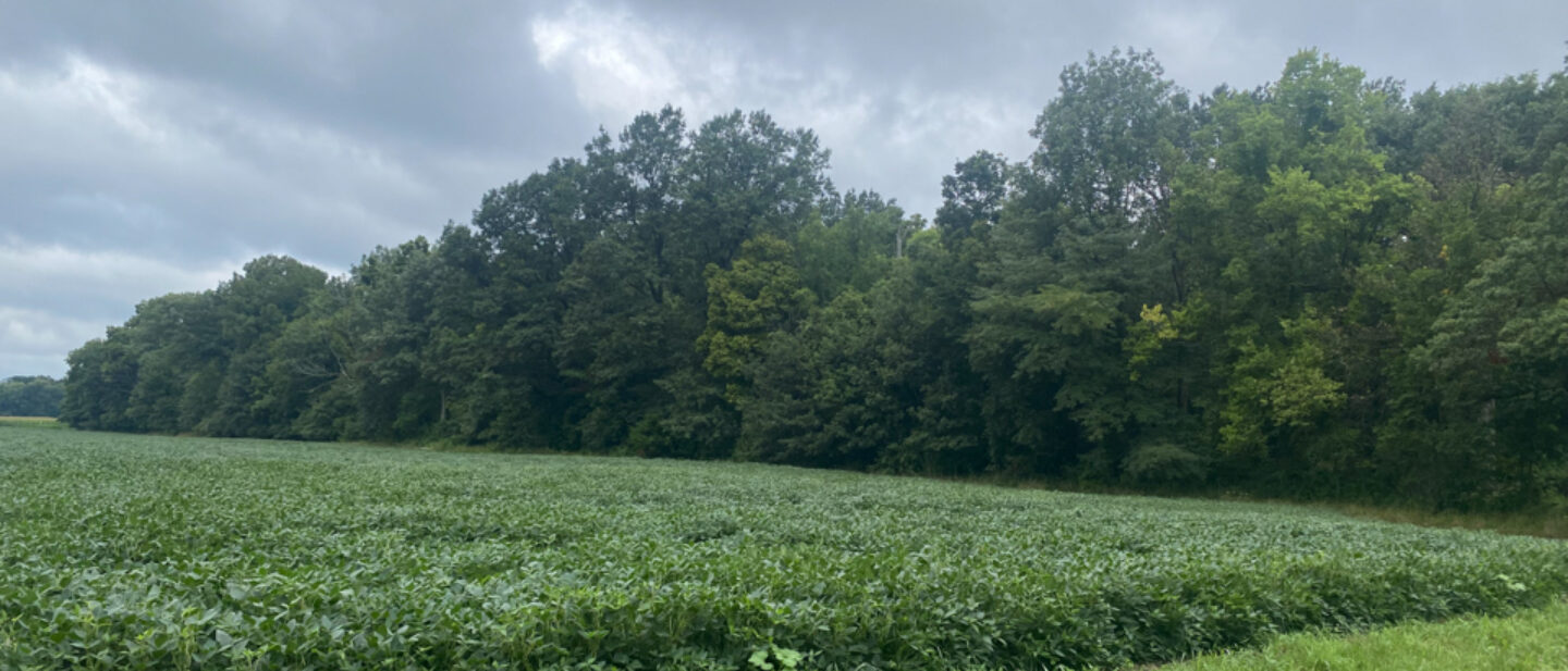 Marshall tree line south