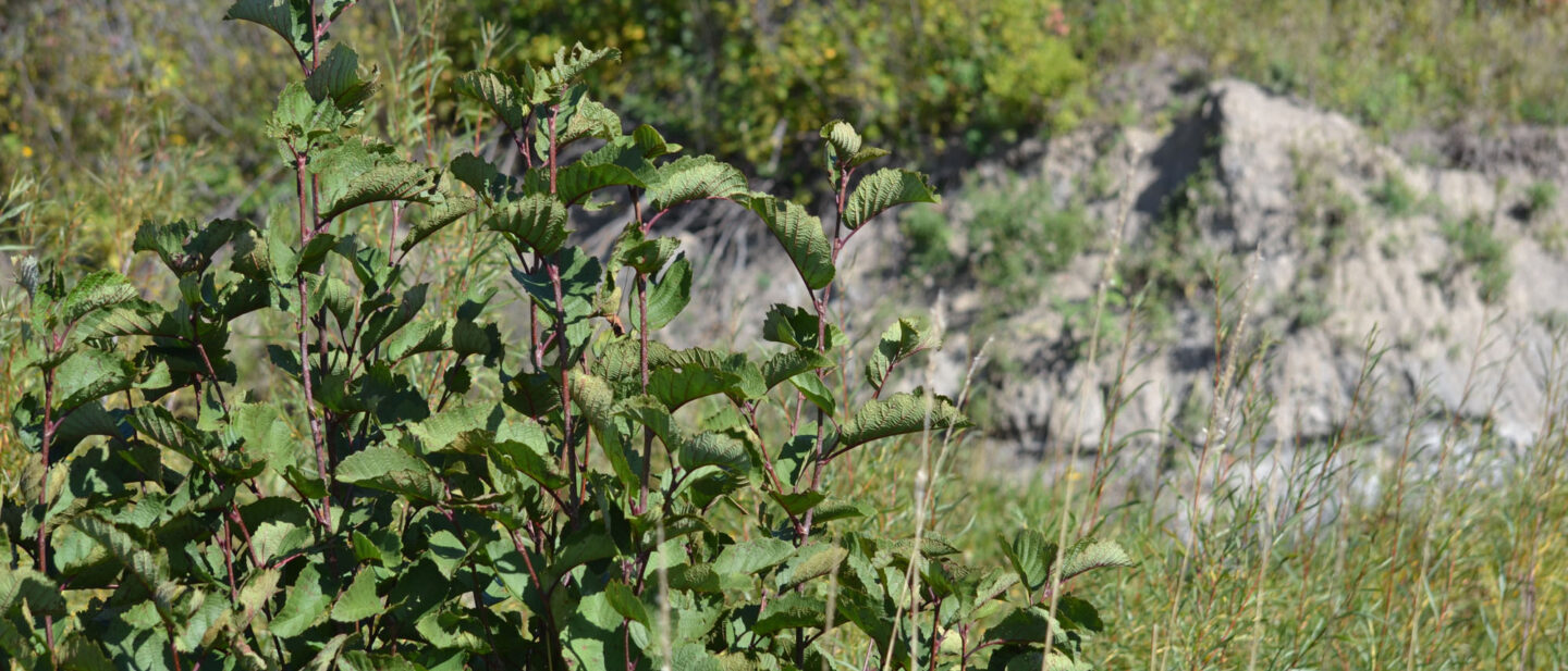 More plants