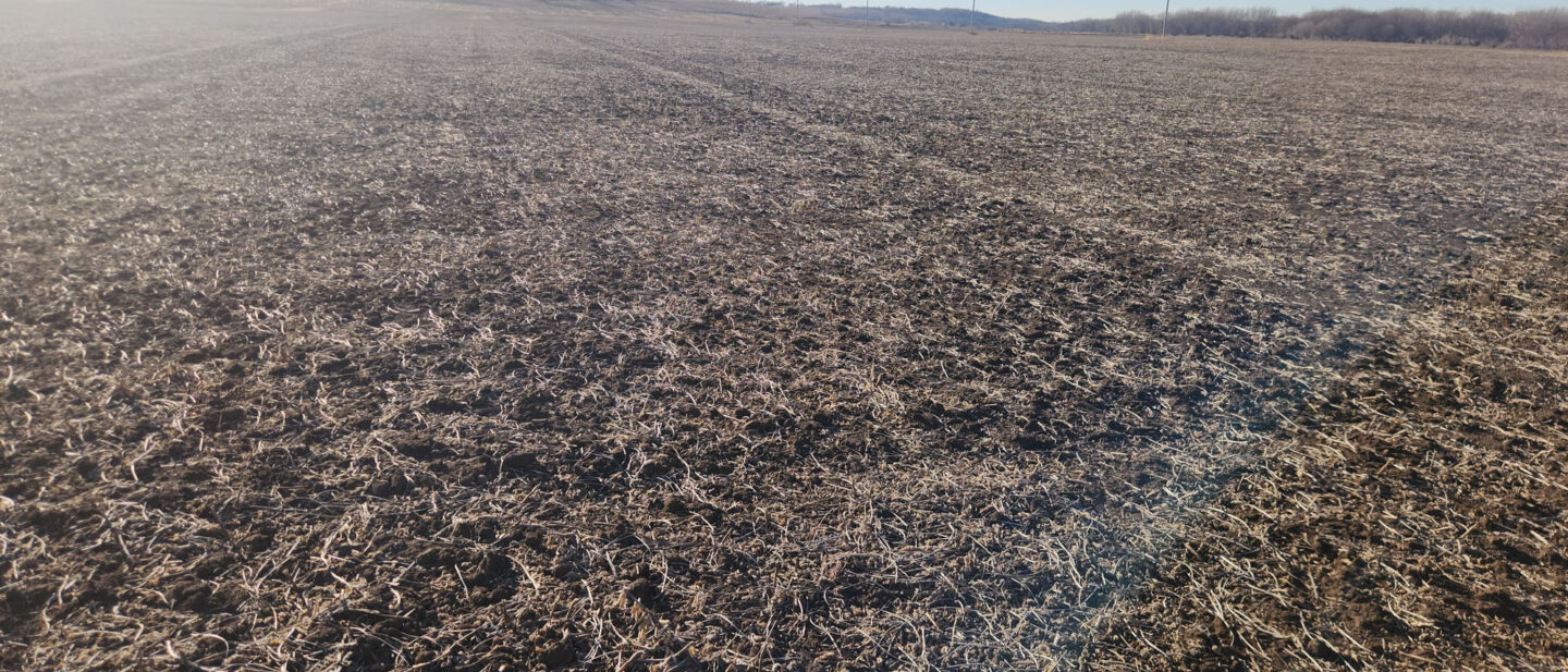 Soybean stubble