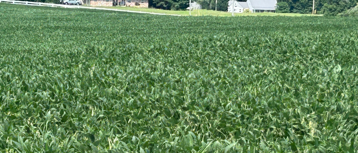 Soybeans