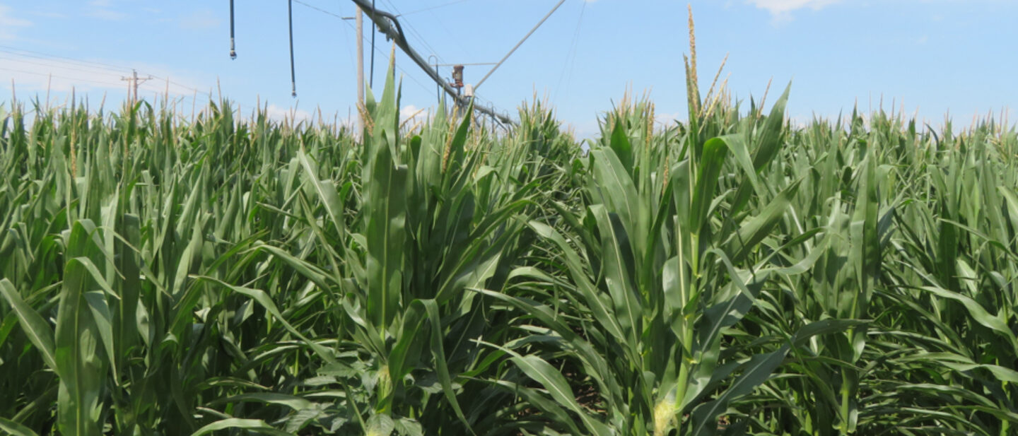 Tract 2 corn pivot