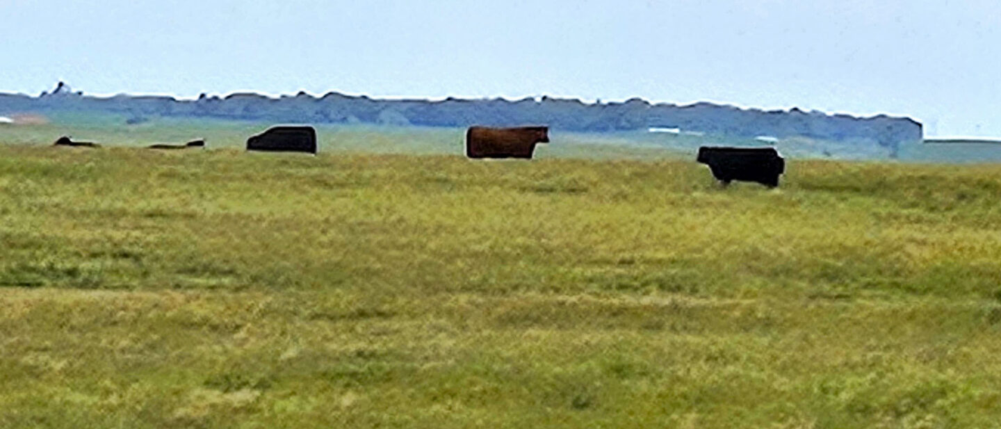 Zz dont use cows in pasture
